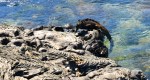 Marine Iguana steigt aus dem Meer
