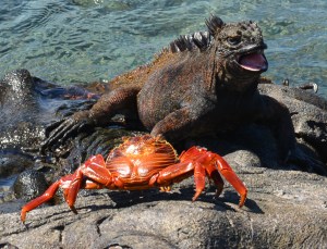 Marine Iguana wird begrüsst