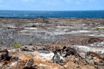 Marine Iguana
