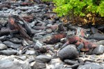 Marine Iguanas