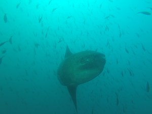 Mondfisch gilt als schwerster Knochenfisch und wird bis zu 2,3 Tonnen schwer