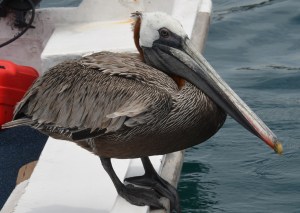 Nahaufnahme eines Brown Pelican
