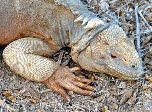 Nahaufnahme eines Land Iguanas