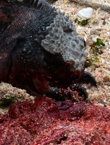 Nur für starke Mägen...