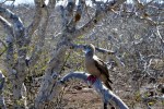 Red-footed Booby