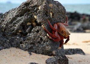 Sally Lightfoot Crap in Action