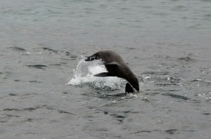 Spielende Seelöwen in South Plazas