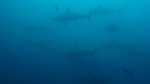 Und noch mehr Hammerhead Haie...