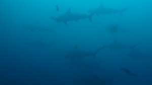 Und noch mehr Hammerhead Haie...