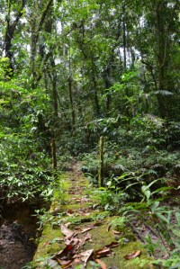 Unterwegs im Amazonas