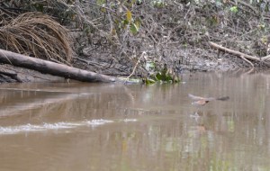 Vögel begleiten uns immer wieder