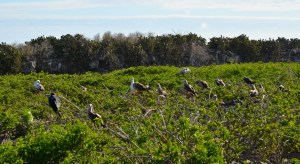 Vögel unter sich...