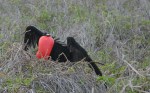 Während Brutzeit bläst sich der Kehlsack der männlichen Fregattvögel rot auf