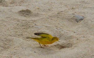 Yellow Warbler