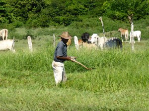 Spezielle Grasschneidetechnik