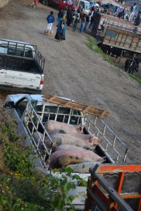 Lieferung für den Markt