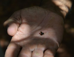 Monte Iberia-Fröschchen, gehört zu den kleinsten Fröschen der Welt