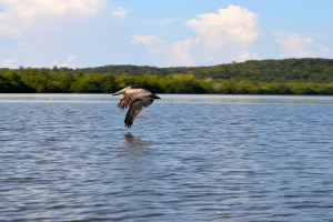 Pelikan bei der Laguna Guanaroca