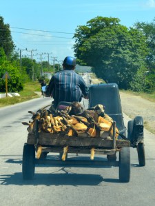 Kubanischer Tiertransport